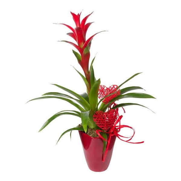Guzmania w osłonce