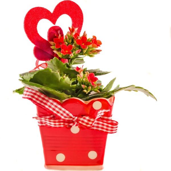Kalanchoe w osłonce