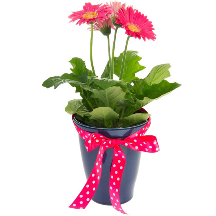 Gerbera w osłonce