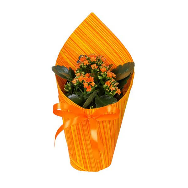 Kalanchoe