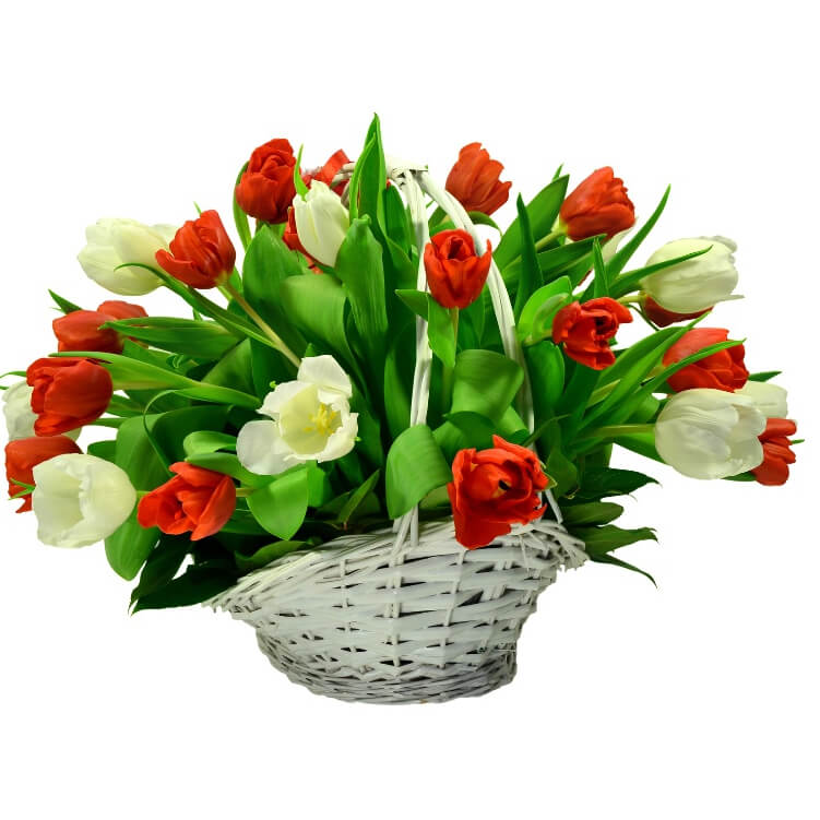 Kosz tulipanów 40 szt.