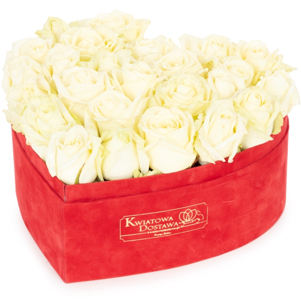 12.401_Białe róże w czerwonym, welurowym pudełku.jpg